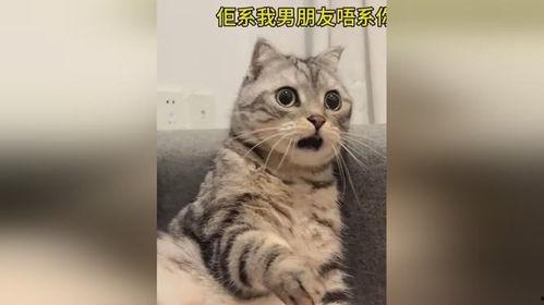 猫咪吃瓜惊呆的视频,萌态十足惊呆网友